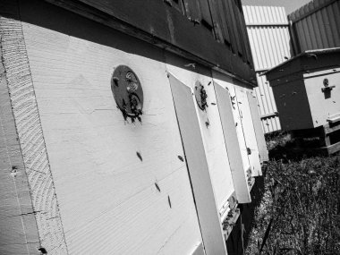 Kanatlı arı yavaşça uçar ve canlı çiçeklerden özel arı kovanına nektar toplar. Arı kovanından, arı kovanından, arı bacağındaki çiçek tozundan, arılara yakın planda arı kovanından oluşan arı kovanından.