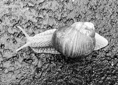 Islak yolda sürünen kabuklu büyük bahçe salyangozu çabuk eve gel, salyangoz Helix, vücudu korumak için sarmalanmış lezzetli yiyeceklerden oluşur, balçık kabuklu doğal hayvan salyangozu, besleyici krema yapar.