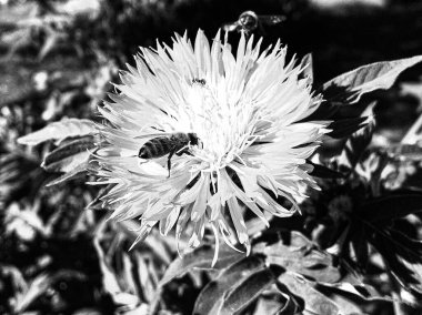 Kanatlı arı yavaşça bitkiye uçar, çiçekten özel arı kovanına bal için nektar toplar, güzel çiçeklerden oluşan bal tokası, arıların bacaklarında sarı polen, tatlı bal nektarı.