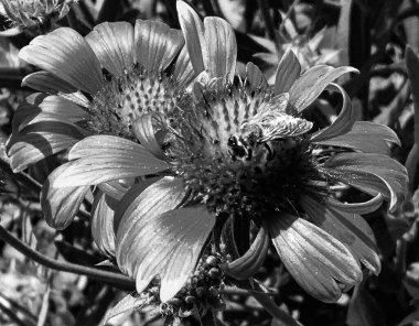 Kanatlı arı yavaşça bitkiye uçar, çiçekten özel arı kovanına bal için nektar toplar, güzel çiçeklerden oluşan bal tokası, arıların bacaklarında sarı polen, tatlı bal nektarı.