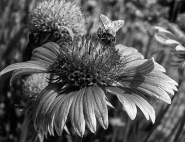 Kanatlı arı yavaşça bitkiye uçar, çiçekten özel arı kovanına bal için nektar toplar, güzel çiçeklerden oluşan bal tokası, arıların bacaklarında sarı polen, tatlı bal nektarı.