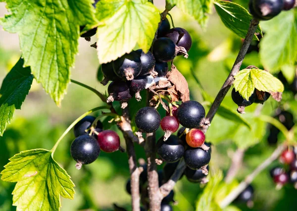 Photography Theme Beautiful Bush Berry Black Currant Natural Leaf Sky — Stock Photo, Image