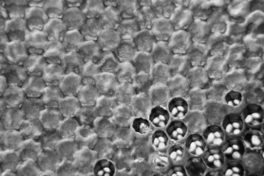 Altın nektarla dolu altıgen bal peteklerinden arı damlayan bal damlası, bal peteği yaz kompozisyonu doğal bal damlası, balmumu çerçeve arısına damlayan bal damlası, bal peteğine damlayan bal damlası