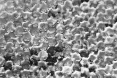 Altın nektarla dolu altıgen bal peteklerinden arı damlayan bal damlası, bal peteği yaz kompozisyonu doğal bal damlası, balmumu çerçeve arısına damlayan bal damlası, bal peteğine damlayan bal damlası