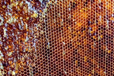 Altın nektarla dolu altıgen bal peteklerinden arı damlayan bal damlası, bal peteği yaz kompozisyonu doğal bal damlası, balmumu çerçeve arısına damlayan bal damlası, bal peteğine damlayan bal damlası