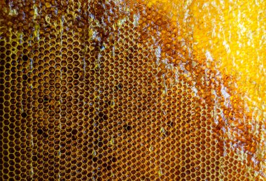 Altın nektarla dolu altıgen bal peteklerinden arı damlayan bal damlası, bal peteği yaz kompozisyonu doğal bal damlası, balmumu çerçeve arısına damlayan bal damlası, bal peteğine damlayan bal damlası