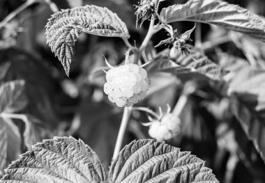 Olgun böğürtlen, kırmızı ahududu, ilaç tedavisi için uzun yaprak, böğürtlen içeren ahududu fotoğrafı, olgun kırmızı tatlı yemek, sağlıkta taze kırmızı ahududu yemek.