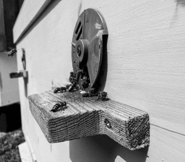 Kanatlı arı yavaşça uçar ve canlı çiçeklerden özel arı kovanına nektar toplar. Arı kovanından, arı kovanından, arı bacağındaki çiçek tozundan, arılara yakın planda arı kovanından oluşan arı kovanından.