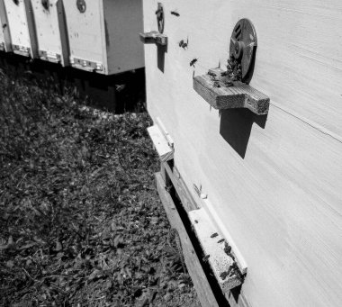 Kanatlı arı yavaşça uçar ve canlı çiçeklerden özel arı kovanına nektar toplar. Arı kovanından, arı kovanından, arı bacağındaki çiçek tozundan, arılara yakın planda arı kovanından oluşan arı kovanından.