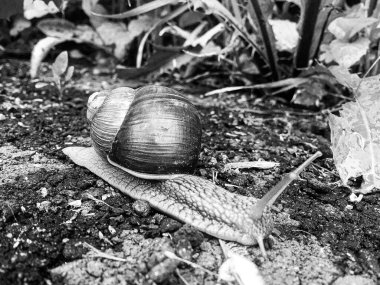 Islak yolda sürünen kabuklu büyük bahçe salyangozu çabuk eve gel, salyangoz Helix, vücudu korumak için sarmalanmış lezzetli yiyeceklerden oluşur, balçık kabuklu doğal hayvan salyangozu, besleyici krema yapar.
