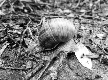 Islak yolda sürünen kabuklu büyük bahçe salyangozu çabuk eve gel, salyangoz Helix, vücudu korumak için sarmalanmış lezzetli yiyeceklerden oluşur, balçık kabuklu doğal hayvan salyangozu, besleyici krema yapar.