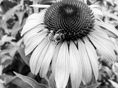 Kanatlı arı yavaşça bitkiye uçar, çiçekten özel arı kovanına bal için nektar toplar, güzel çiçeklerden oluşan bal tokası, arıların bacaklarında sarı polen, tatlı bal nektarı.