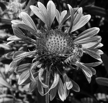 Kanatlı arı yavaşça bitkiye uçar, çiçekten özel arı kovanına bal için nektar toplar, güzel çiçeklerden oluşan bal tokası, arıların bacaklarında sarı polen, tatlı bal nektarı.