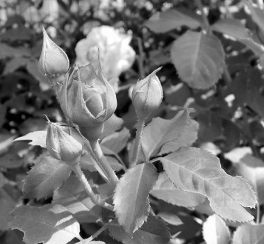 Çiçekler, dikenli güller bahçede doğal yapraklarla çiçek açıyor, dikenli kır çiçekleri, kır bahçesine çiçek açıyor, kır çiçekleri, dikenli çiçekler bahçede çiçek açıyor.