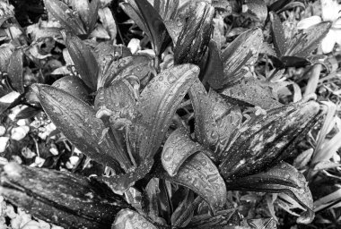 Nilüfer çiçekleri bahçede doğal yapraklarla çiçek açıyor, kır bahçesine çiçek açan kır çiçekleri, büyük sokak bahçesinde çiçek açan kır çiçekleri.