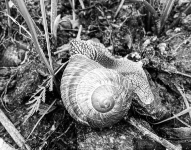 Islak yolda sürünen kabuklu büyük bahçe salyangozu çabuk eve gel, salyangoz Helix, vücudu korumak için sarmalanmış lezzetli yiyeceklerden oluşur, balçık kabuklu doğal hayvan salyangozu, besleyici krema yapar.