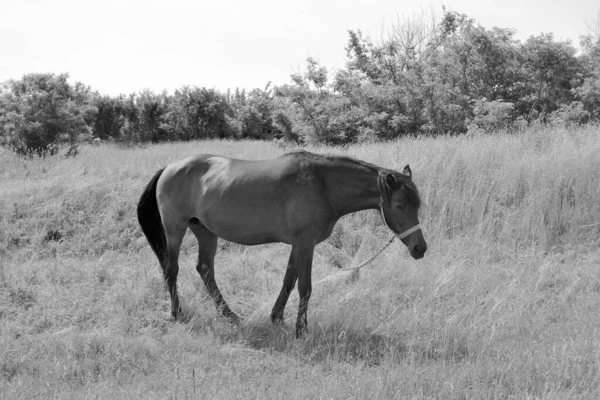 Beautiful Wild Brown Horse Stallion Summer Flower Meadow Equine Eating — 图库照片