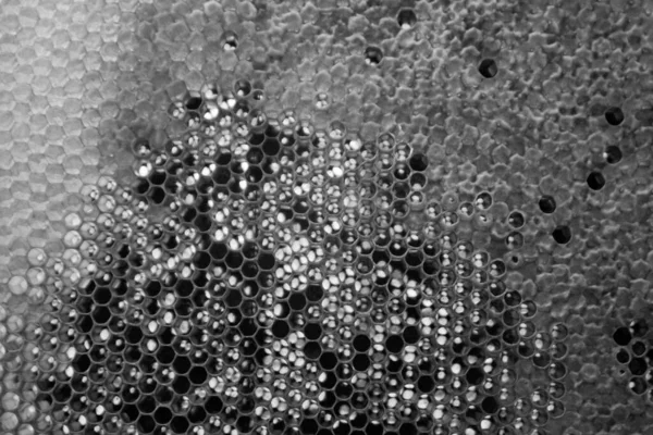 Altın nektarla dolu altıgen bal peteklerinden arı damlayan bal damlası, bal peteği yaz kompozisyonu doğal bal damlası, balmumu çerçeve arısına damlayan bal damlası, bal peteğine damlayan bal damlası