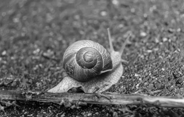 Islak yolda sürünen kabuklu büyük bahçe salyangozu çabuk eve gel, salyangoz Helix, vücudu korumak için sarmalanmış lezzetli yiyeceklerden oluşur, balçık kabuklu doğal hayvan salyangozu, besleyici krema yapar.