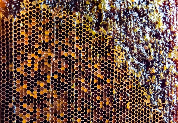 Altın nektarla dolu altıgen bal peteklerinden arı damlayan bal damlası, bal peteği yaz kompozisyonu doğal bal damlası, balmumu çerçeve arısına damlayan bal damlası, bal peteğine damlayan bal damlası