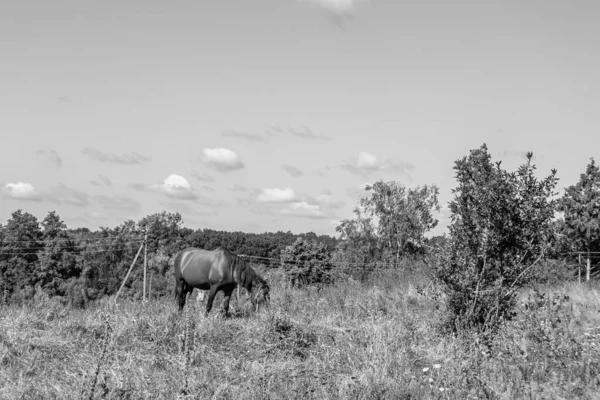 Beautiful Wild Brown Horse Stallion Summer Flower Meadow Equine Eating — Stockfoto