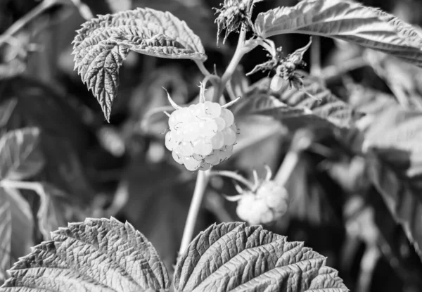 Olgun böğürtlen, kırmızı ahududu, ilaç tedavisi için uzun yaprak, böğürtlen içeren ahududu fotoğrafı, olgun kırmızı tatlı yemek, sağlıkta taze kırmızı ahududu yemek.