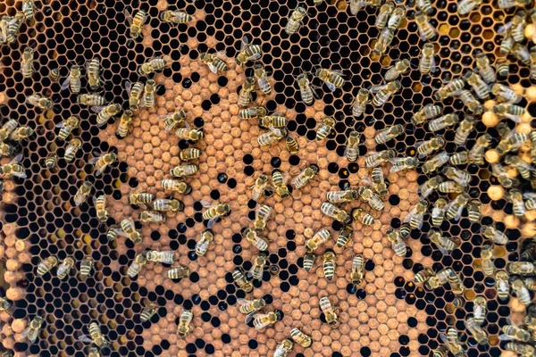 Abstract Hexagon Structure Honeycomb Bee Hive Filled Golden Honey Honeycomb — Stock Photo, Image