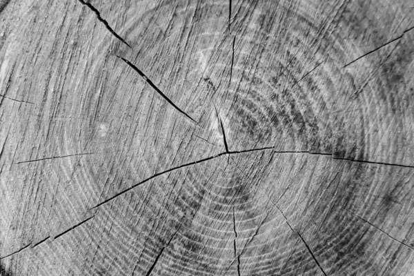 Güzel ahşap çatlak eski meşe, doğal doku yakın, eski yüzey ahşap meşe, çizgili doku eski meşe, duvar kağıdı arka planı için dekoratif tekir kırığı.