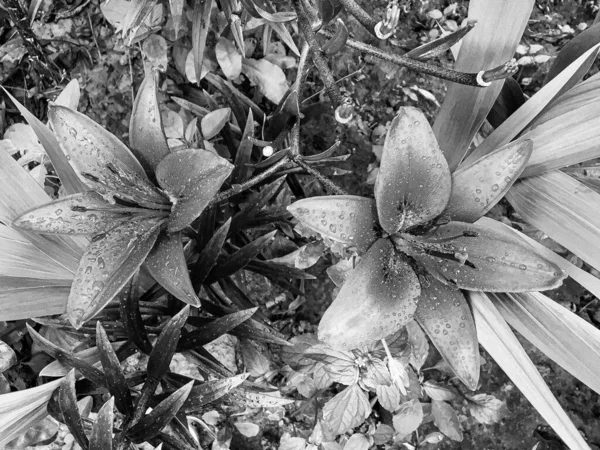 Букет Полевых Цветов Лилия Цветет Саду Естественными Листьями Красивый Букет — стоковое фото