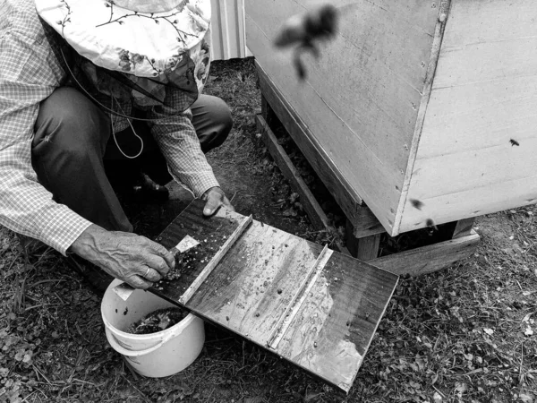 Abeja Alada Vuela Lentamente Apicultor Recoger Néctar Colmenar Privado Flores —  Fotos de Stock