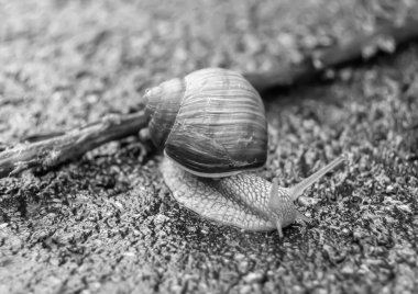 Islak yolda sürünen kabuklu büyük bahçe salyangozu çabuk eve gel, salyangoz Helix, vücudu korumak için sarmalanmış lezzetli yiyeceklerden oluşur, balçık kabuklu doğal hayvan salyangozu, besleyici krema yapar.