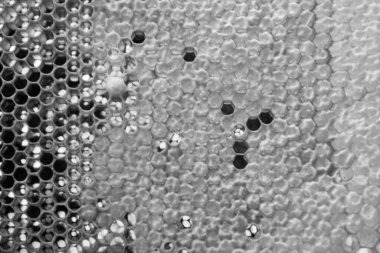 Altın nektarla dolu altıgen bal peteklerinden arı damlayan bal damlası, bal peteği yaz kompozisyonu doğal bal damlası, balmumu çerçeve arısına damlayan bal damlası, bal peteğine damlayan bal damlası