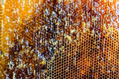 Altın nektarla dolu altıgen bal peteklerinden arı damlayan bal damlası, bal peteği yaz kompozisyonu doğal bal damlası, balmumu çerçeve arısına damlayan bal damlası, bal peteğine damlayan bal damlası