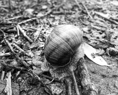 Islak yolda sürünen kabuklu büyük bahçe salyangozu çabuk eve gel, salyangoz Helix, vücudu korumak için sarmalanmış lezzetli yiyeceklerden oluşur, balçık kabuklu doğal hayvan salyangozu, besleyici krema yapar.