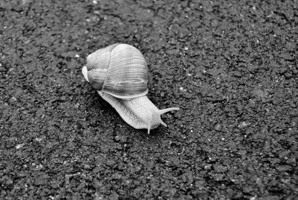 Big Garden Snail Shell Crawling Wet Road Hurry Home Snail — Zdjęcie stockowe