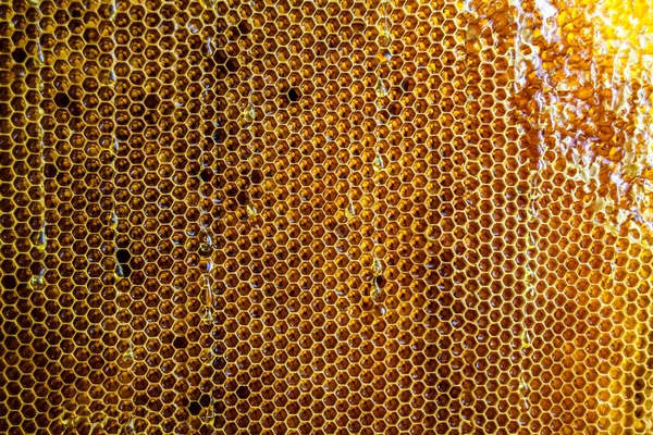 Tropfen Bienenhonig Von Sechseckigen Waben Mit Goldenem Nektar Gefüllt Waben — Stockfoto