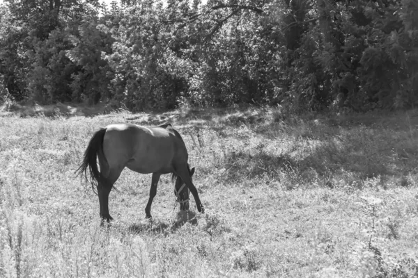 Beautiful Wild Brown Horse Stallion Summer Flower Meadow Equine Eating — Stockfoto