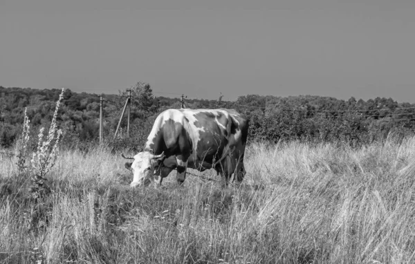 아름다운 젖소가 아래푸른 초원에서 꼬리를 목초지에서 맛있는 액체를 풀밭의 젖소를 — 스톡 사진