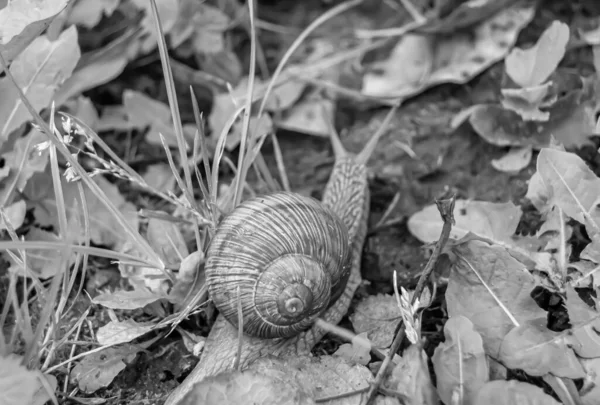 Islak yolda sürünen kabuklu büyük bahçe salyangozu çabuk eve gel, salyangoz Helix, vücudu korumak için sarmalanmış lezzetli yiyeceklerden oluşur, balçık kabuklu doğal hayvan salyangozu, besleyici krema yapar.