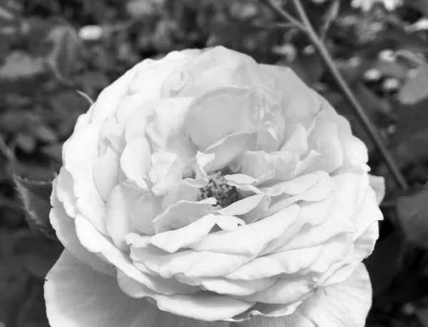 Strauß Wildblumen Stachelige Rose Blüht Garten Mit Natürlichen Blättern Strauß — Stockfoto