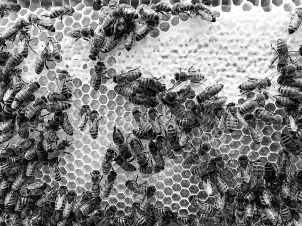 Abstract Hexagon Structure Honeycomb Bee Hive Filled Golden Honey Honeycomb — Stock Photo, Image