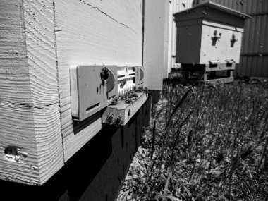 Kanatlı arı yavaşça uçar ve canlı çiçeklerden özel arı kovanına nektar toplar. Arı kovanından, arı kovanından, arı bacağındaki çiçek tozundan, arılara yakın planda arı kovanından oluşan arı kovanından.