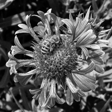 Kanatlı arı yavaşça bitkiye uçar, çiçekten özel arı kovanına bal için nektar toplar, güzel çiçeklerden oluşan bal tokası, arıların bacaklarında sarı polen, tatlı bal nektarı.