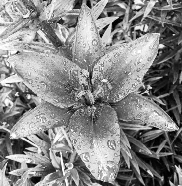 Nilüfer çiçekleri bahçede doğal yapraklarla çiçek açıyor, kır bahçesine çiçek açan kır çiçekleri, büyük sokak bahçesinde çiçek açan kır çiçekleri.