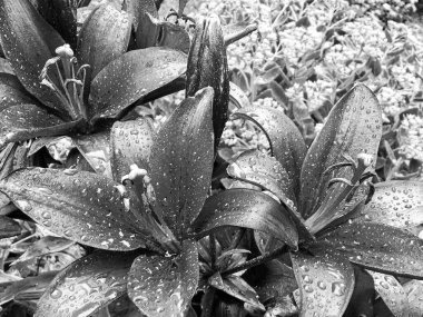 Nilüfer çiçekleri bahçede doğal yapraklarla çiçek açıyor, kır bahçesine çiçek açan kır çiçekleri, büyük sokak bahçesinde çiçek açan kır çiçekleri.