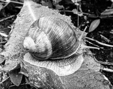 Islak yolda sürünen kabuklu büyük bahçe salyangozu çabuk eve gel, salyangoz Helix, vücudu korumak için sarmalanmış lezzetli yiyeceklerden oluşur, balçık kabuklu doğal hayvan salyangozu, besleyici krema yapar.