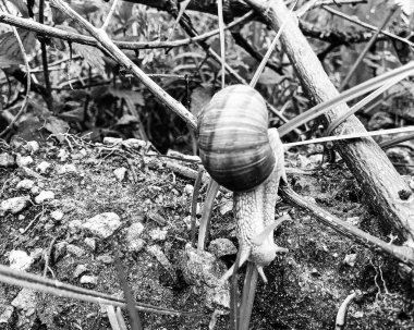 Islak yolda sürünen kabuklu büyük bahçe salyangozu çabuk eve gel, salyangoz Helix, vücudu korumak için sarmalanmış lezzetli yiyeceklerden oluşur, balçık kabuklu doğal hayvan salyangozu, besleyici krema yapar.