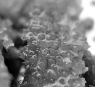 Altın nektarla dolu altıgen bal peteklerinden arı damlayan bal damlası, bal peteği yaz kompozisyonu doğal bal damlası, balmumu çerçeve arısına damlayan bal damlası, bal peteğine damlayan bal damlası