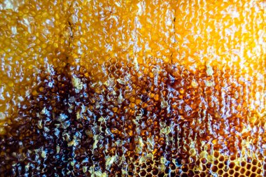 Altın nektarla dolu altıgen bal peteklerinden arı damlayan bal damlası, bal peteği yaz kompozisyonu doğal bal damlası, balmumu çerçeve arısına damlayan bal damlası, bal peteğine damlayan bal damlası