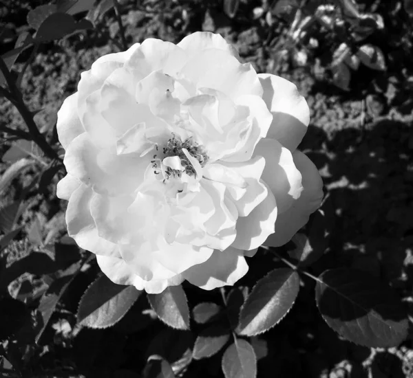 Strauß Wildblumen Stachelige Rose Blüht Garten Mit Natürlichen Blättern Strauß — Stockfoto